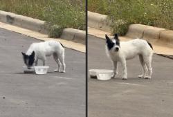 Found/Stray Unknown Dog last seen Parkside Crossing Drive, Charlotte, NC 28278