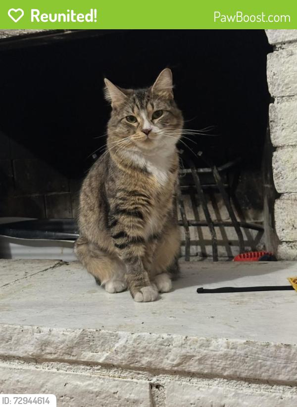 Reunited Female Cat last seen Nellis/Sahara, Las Vegas, NV 89104