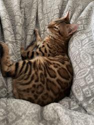 Reunited Female Cat last seen Acadia Ln NE & Bryce Canyon , Rio Rancho, NM 87144