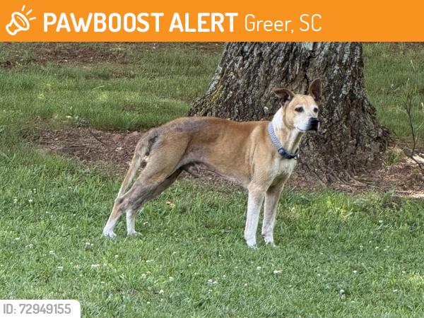 Found/Stray Male Dog last seen Ridge Crossing Dr, Greer, SC 29687