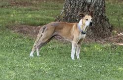 Found/Stray Male Dog last seen Ridge Crossing Dr, Greer, SC 29687