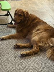 Reunited Male Dog last seen Newfoundland and Husky, Rio Rancho, NM 87144