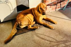 Reunited Female Dog last seen Pony Express Trail and Gold Fields Trail, Edmond, OK 73003