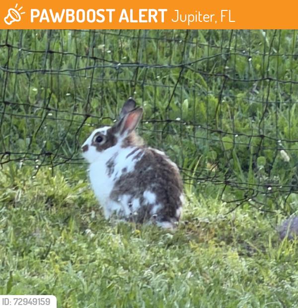 Found/Stray Unknown Rabbit last seen 159th & 92nd , Jupiter, FL 33478