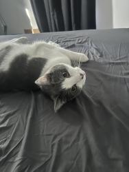 Lost Male Cat last seen Near resting ridge, Black Mountain, NC 28711