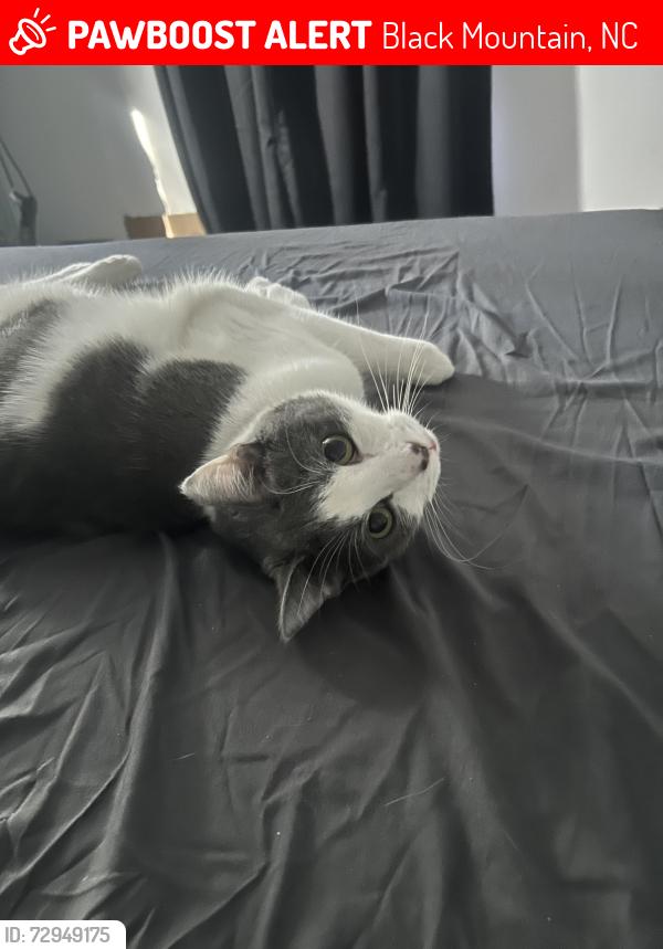 Lost Male Cat last seen Near resting ridge, Black Mountain, NC 28711