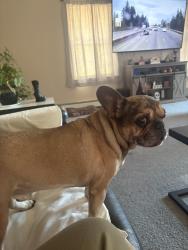 Reunited Male Dog last seen By Grace Limousine Goffstown Rd Manchester NH, Manchester, NH 03102