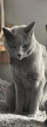 Lost Female Cat last seen Dimbles, Staffordshire, England WS13