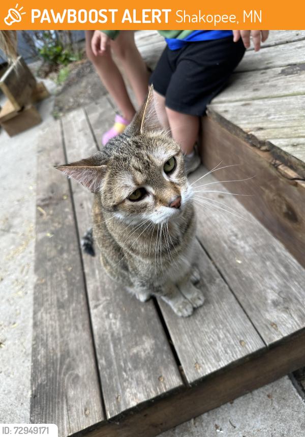 Found/Stray Unknown Cat last seen Lakeview drive, shakopee, mn, Shakopee, MN 55379