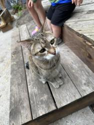 Found/Stray Unknown Cat last seen Lakeview drive, shakopee, mn, Shakopee, MN 55379