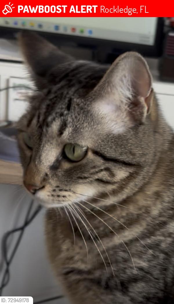 Lost Female Cat last seen Chelsea Park - Rockledge , Rockledge, FL 32955