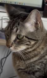 Lost Female Cat last seen Chelsea Park - Rockledge , Rockledge, FL 32955