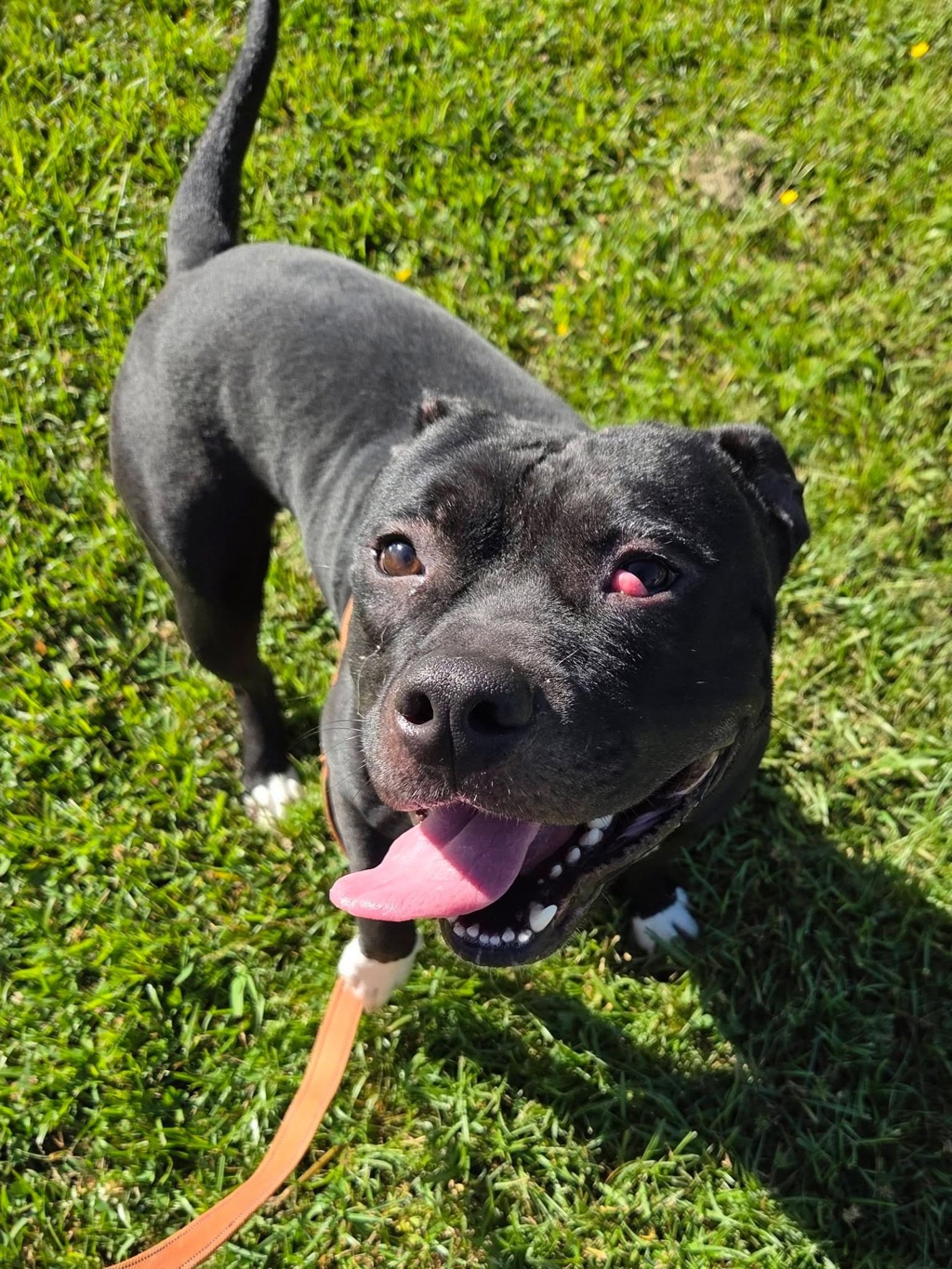 Shelter Stray Male Dog last seen MD, Millersville, MD 21054