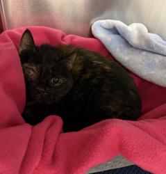 Shelter Stray Female Cat last seen W. 2nd Pl / Van Gordon St, Lakewood, CO, 80226, Golden, CO 80401