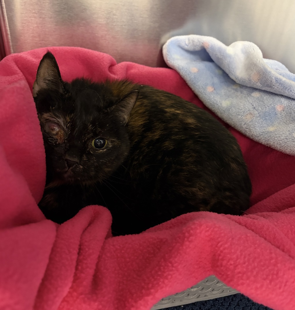 Shelter Stray Female Cat last seen W. 2nd Pl / Van Gordon St, Lakewood, CO, 80226, Golden, CO 80401
