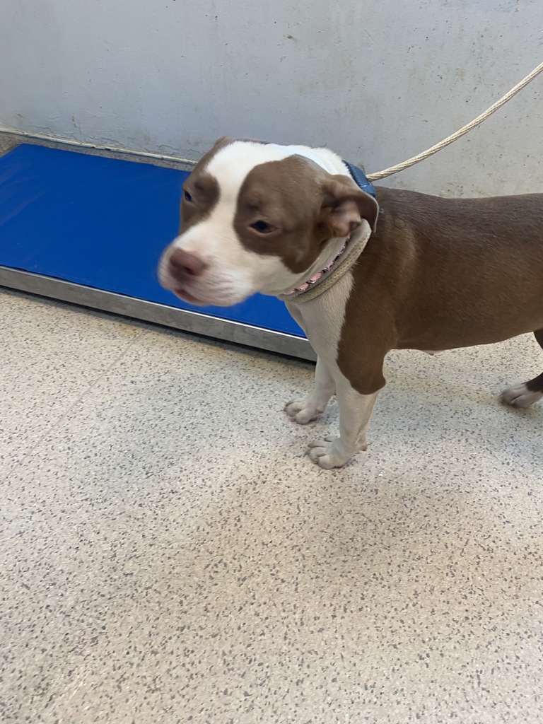 Shelter Stray Female Dog last seen Near Cross Bronx Expressway, BRONX, NY, 10457, New York, NY 10029
