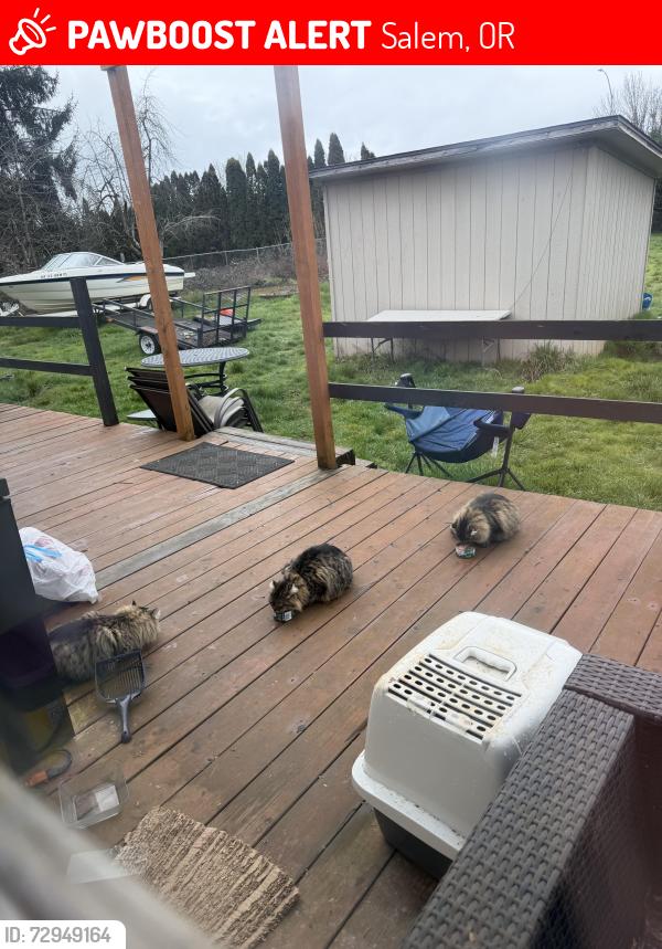 Lost Female Cat last seen Barnes and alpha, Salem, OR 97306