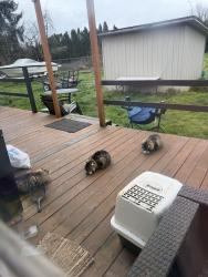 Lost Female Cat last seen Barnes and alpha, Salem, OR 97306