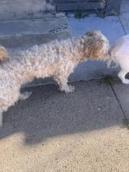 Reunited Male Dog last seen Carlisle ave , Paterson, NJ 07501