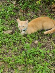 Found/Stray Unknown Cat last seen Near block Maplewood Ln, San Antonio, TX 78216