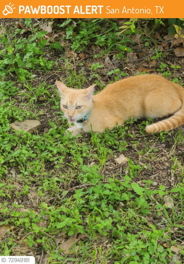 Found/Stray Unknown Cat last seen Near block Maplewood Ln, San Antonio, TX 78216