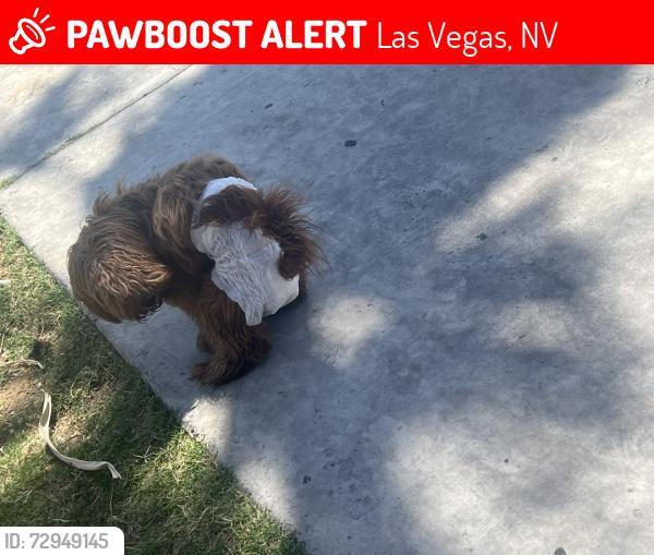 Lost Male Dog last seen N. Decatur Blvd and Shadow Mountain Dr, Las Vegas, NV 89107