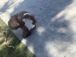 Lost Male Dog last seen N. Decatur Blvd and Shadow Mountain Dr, Las Vegas, NV 89107