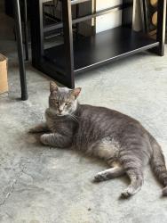 Lost Male Cat last seen Reading Rd near Quickstop, Weber City, VA 24290