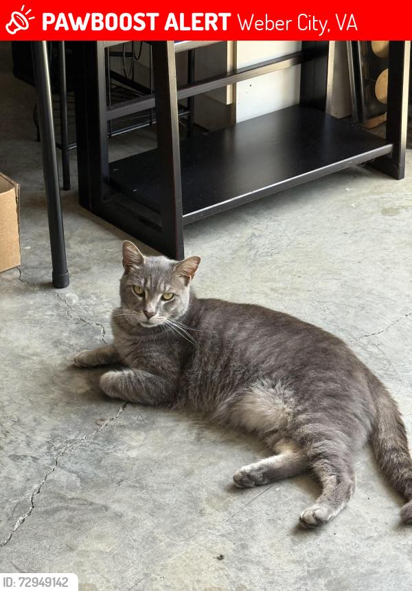Lost Male Cat last seen Reading Rd near Quickstop, Weber City, VA 24290