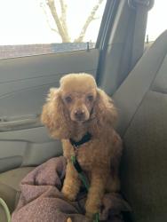 Lost Male Dog last seen Rex Cruse and Dover, Sherman, TX 75092