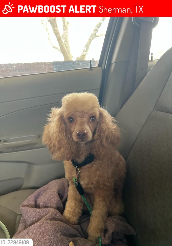 Lost Male Dog last seen Rex Cruse and Dover, Sherman, TX 75092