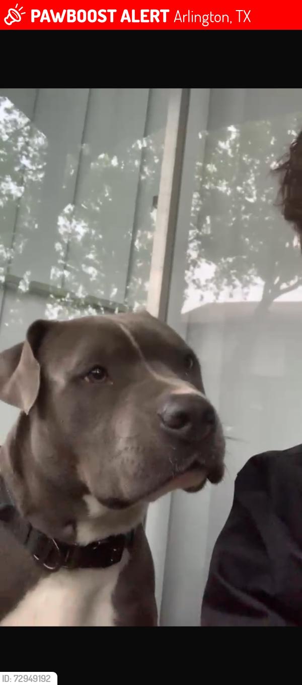 Lost Male Dog last seen Near e píoner , Arlington, TX 76010