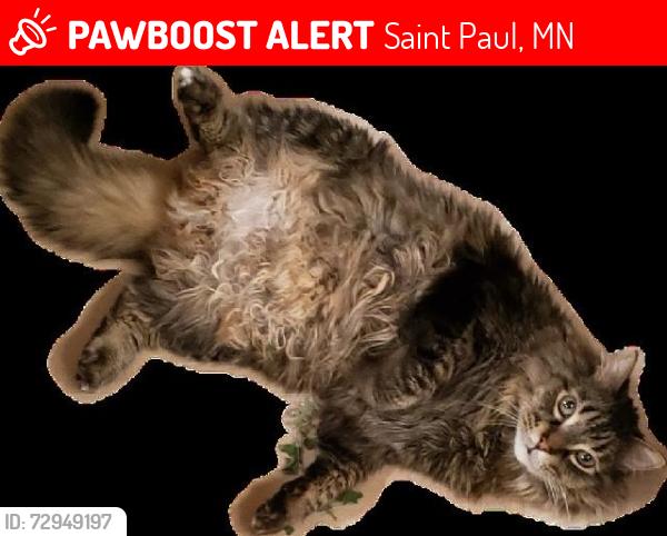 Lost Male Cat last seen St catherines , Saint Paul, MN 55105