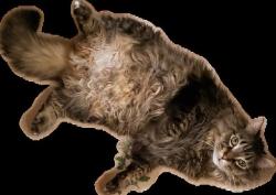 Lost Male Cat last seen St catherines , Saint Paul, MN 55105
