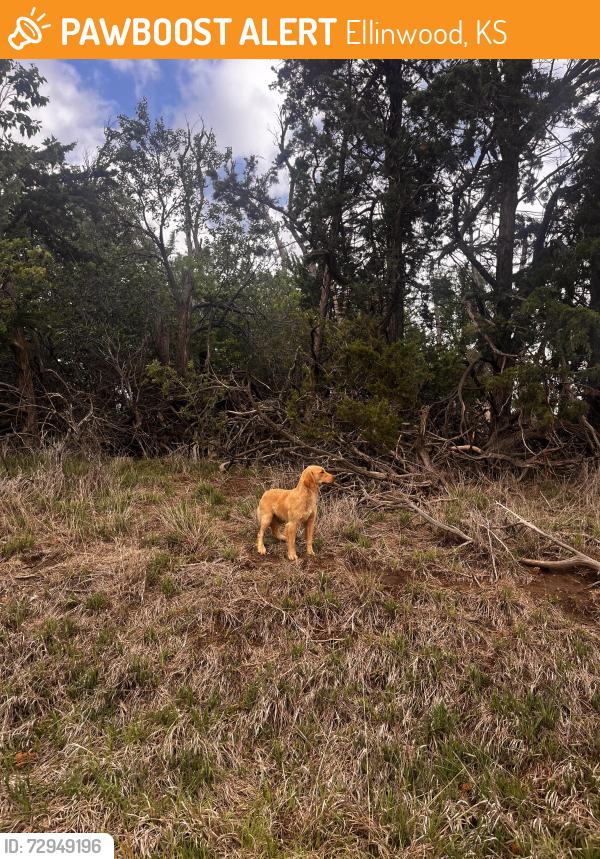 Surrendered Female Dog last seen North of Ellinwood, Ks, Ellinwood, KS 67526