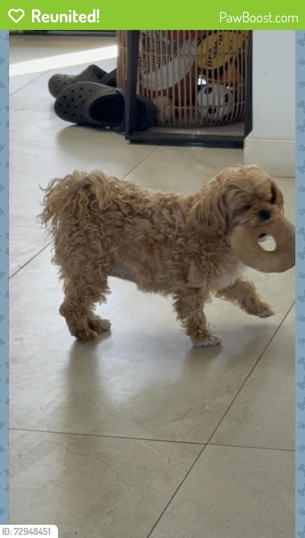 Reunited Female Dog last seen Corrales Rd & Stella Ln , Corrales, NM 87048