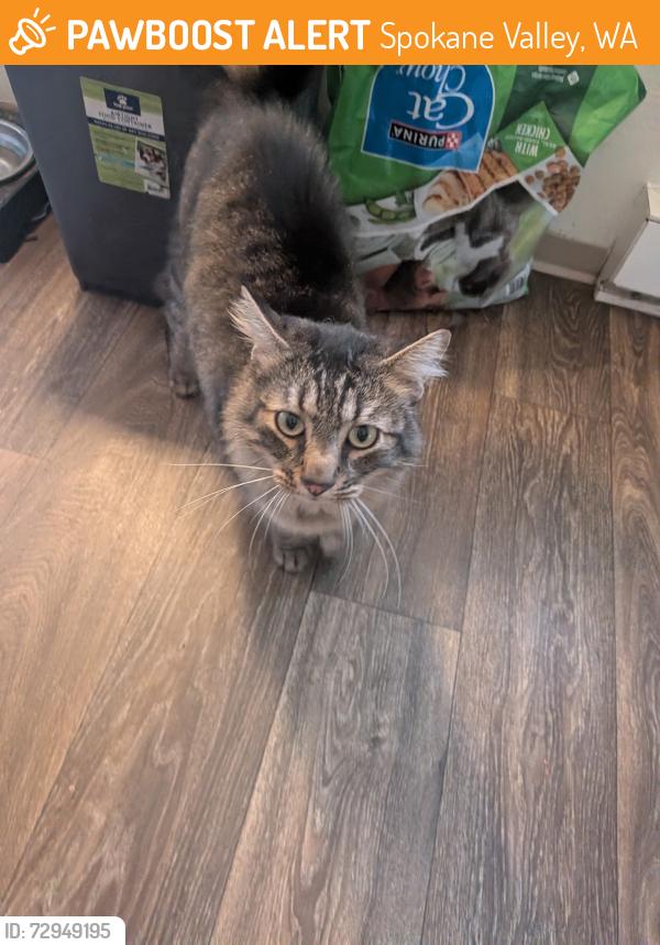 Found/Stray Female Cat last seen Near n bowdish, Spokane Valley, WA 99206
