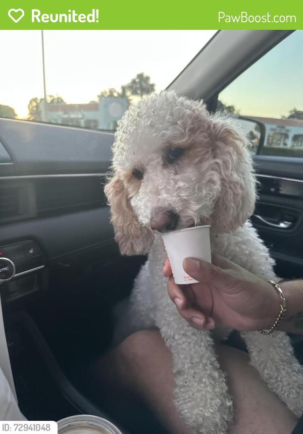 Reunited Female Dog last seen Near Pot O Gold St, West Palm Beach, FL 33406
