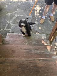 Reunited Female Dog last seen Near Melvin Dr, Pittsburgh, PA 15236, USA, Pittsburgh, PA 15236