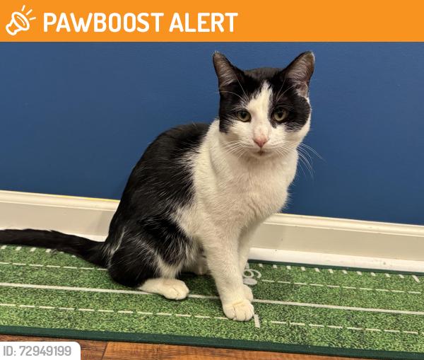 Found/Stray Male Cat last seen Low Enola grade trail in major twp, Washington Boro, PA 17582