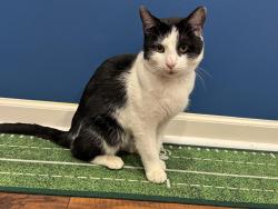 Found/Stray Male Cat last seen Low Enola grade trail in major twp, Washington Boro, PA 17582