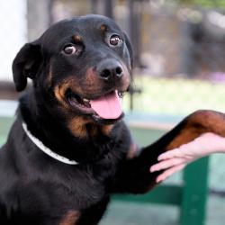 Shelter Stray Female Dog last seen , Memphis, TN 38133