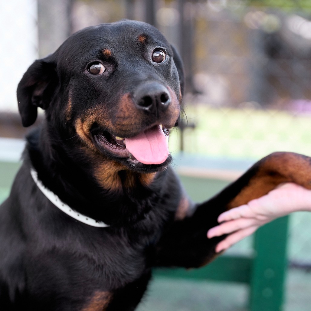 Shelter Stray Female Dog last seen , Memphis, TN 38133