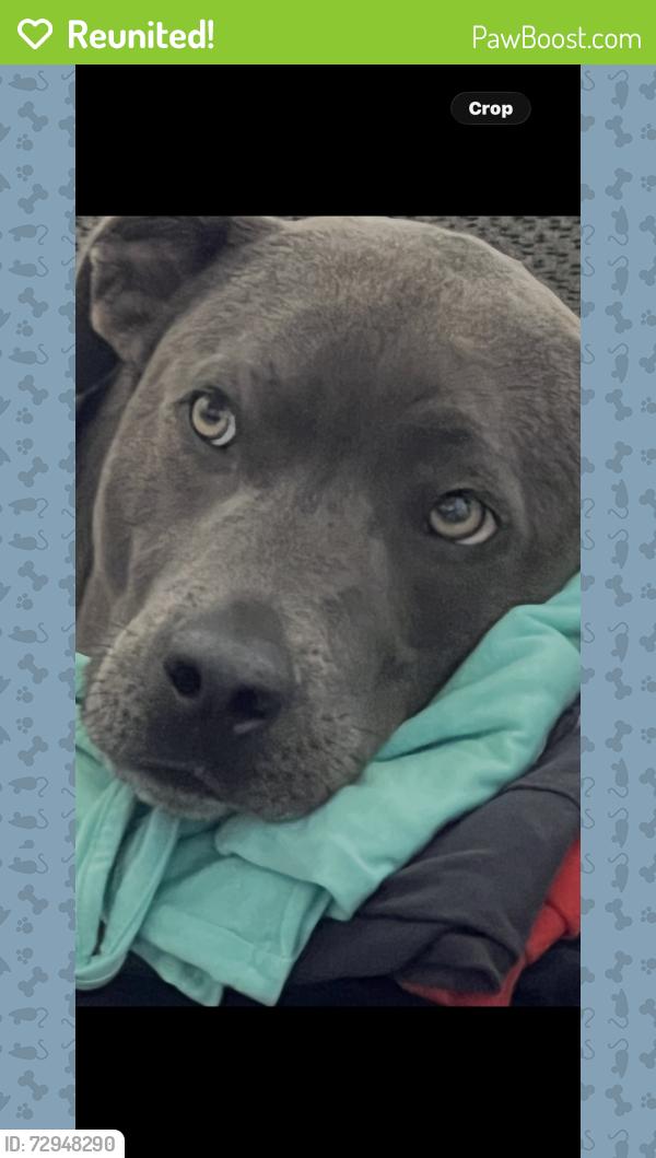 Reunited Male Dog last seen Cottage Cypress, Houston, TX 77433