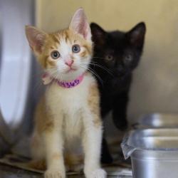 Shelter Stray Female Cat last seen , Memphis, TN 38133