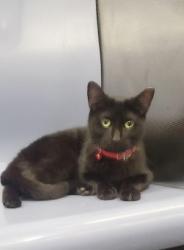Lost Female Cat last seen 101st and broadway, New York, NY 10025