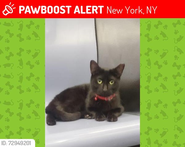 Lost Female Cat last seen 101st and broadway, New York, NY 10025