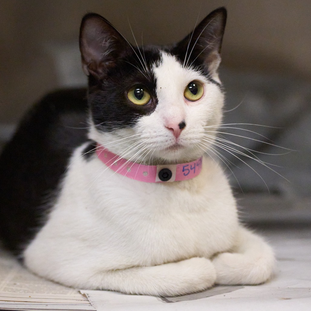 Shelter Stray Female Cat last seen , Memphis, TN 38133