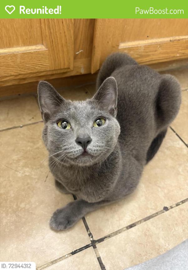 Reunited Unknown Cat last seen Prairie orchid ave, North Las Vegas, NV 89081