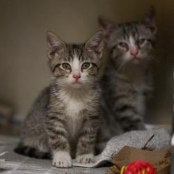 Shelter Stray Male Cat last seen , Memphis, TN 38133